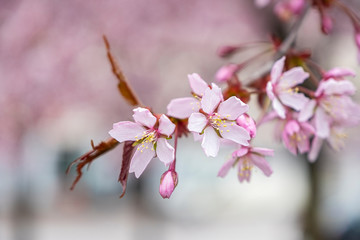 Branches of cherries, cherries, against a pink background