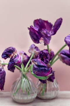 Dried purple tulips, bunch of beautiful faded flowers with sandy yellow background