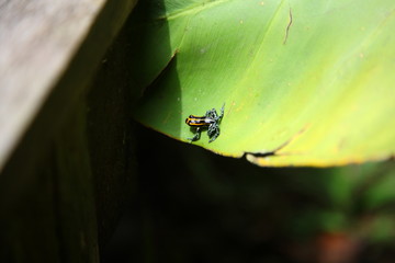 closeup of Wild little cute Poison dart frog sitting on leaf branch in amazon rainforest, Brazil