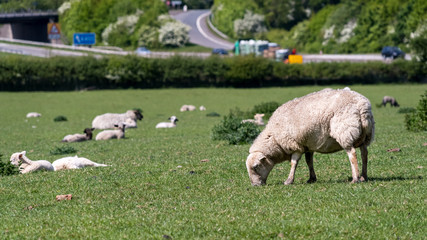 Sheep grazing into shot with flock in background