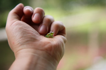 closeup of Wild little cute glass Frog sitting on hand in amazon rainforest, Brazil