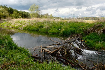 dam made by beavers on a small river