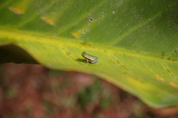 closeup of Wild little cute glass Frog sitting on leaf in amazon rainforest, Brazil