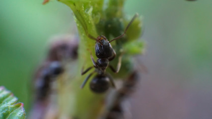 ant, closeup of an insect, on a plant, summer