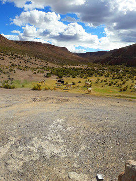 「Colchane」の写真素材 48件の無料イラスト画像 Adobe Stock