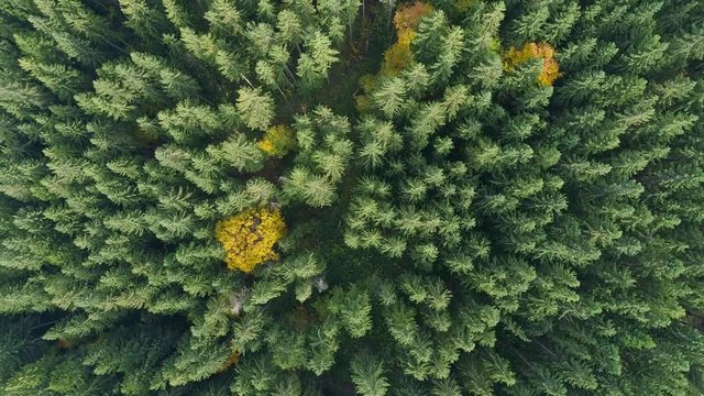 Green forest background. Flying above evergreen woods of spruce trees. There are some other yellowed autumn trees. Aerial top down shot, 4K