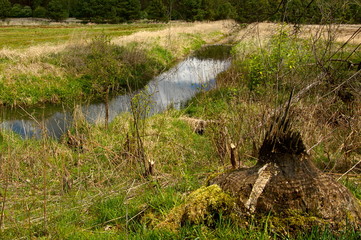 reeds on the river