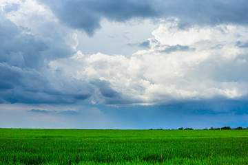 White clouds. Rain is on the horizon. Green field with blue sky