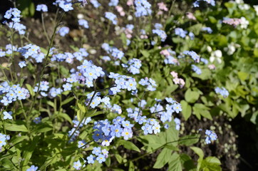 forget me not flowers