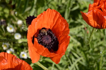 red poppy flower