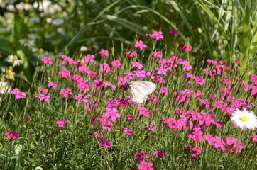 field of pink flowers
