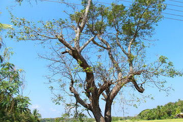 Beautiful Tree , Sri Lanka