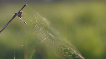 spider in ambush near its web, summer