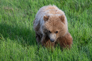 Coastal Brown Bear (Ursus arctos) cub in grass meadow in Lake Clark NP, Alaska
