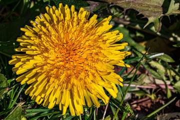 Dandelion, Dijon, France, March 2020 (photo)
