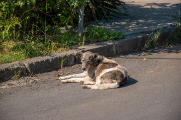 Fototapeta premium Covid-19 Corona virus pandemic days hungry poor street dog