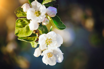 The blossoming apple tree in a spring garden horizontally close up. A beautiful spring background with white flowers of an apple-tree. Malus. Rosaceae Family