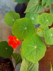 Nasturtium 