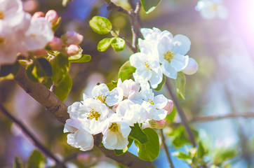 Blooming apple tree in the garden. Close-up, fashionable toning.