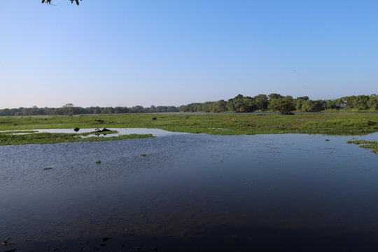 Natural Lake in Chilaw Sri Lanka
