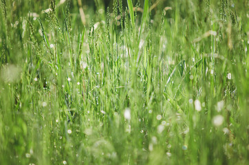 view with fresh green meadows on a beautiful Sunny day. The concept of the background.