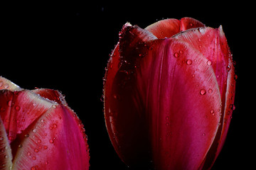 Red and pink tulips isolated on a black background with raindrops 