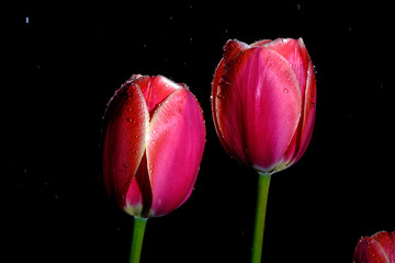 Red and pink tulips isolated on a black background with raindrops 
