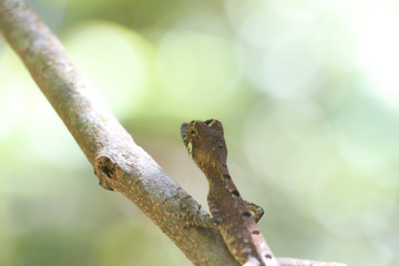 Sri Lankan Chameleon