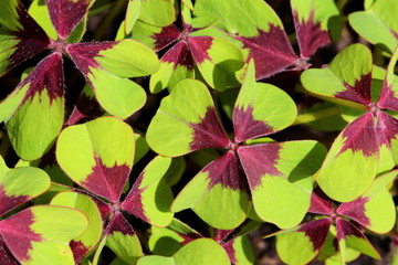 Glücksklee / Oxalis