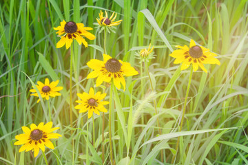 Summer, expanse, meadow.