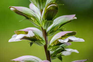 Obraz premium Acanthus flowers on dark green background closeup, Acanthus mollis