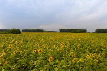 Fototapeta premium Sunflower field in sunny day. Aerial view. Altai, Russia