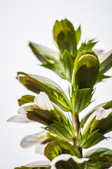 Fototapeta na wymiar Backlit acanthus flowers closeup, Acanthus mollis