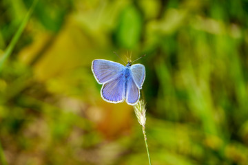 Common Blue butterfly - polyommatus icarus
