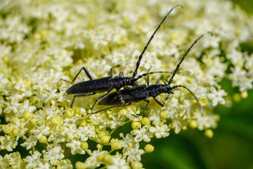 (Cerambix cerdo)-Close-up near a black insect that rests on a flower in the sun in its natural habitat.