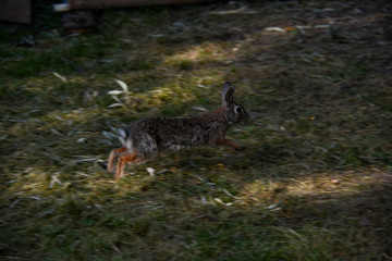 hare running