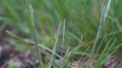 grasshopper in the grass on a springday, summer