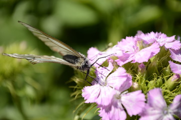 butterfly on a flower