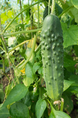cucumbers on the vine
