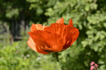 red poppy flower