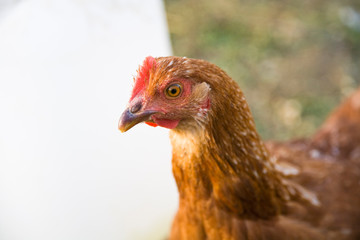 domestic hen close up of head