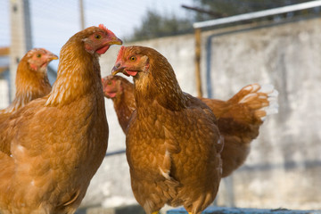 chickens close up kept as egg producers

