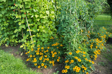 marigolds planted around bean plants as companion planting to deter pests 