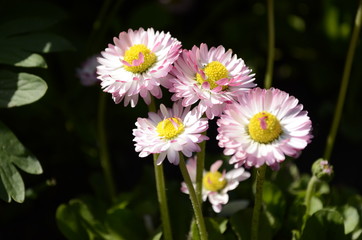white and yellow flower