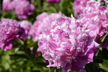 peony