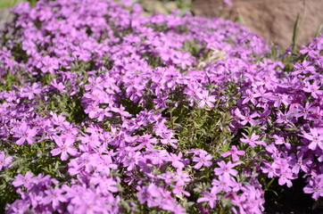 Obraz premium purple flowers in a field