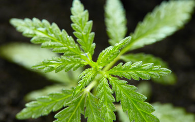 Hemp CBD, cultivation cannabis, marijuana leaves, light leaks color tones top view. Indoor grow hemp. Legal marijuana cultivation in the home