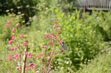flowers in the garden