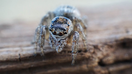 small and cute beautiful friendly spider with big eyes