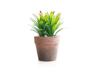 Green succulent cactus in pot isolate on white background, decoration concept